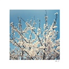 dailyPhoto9